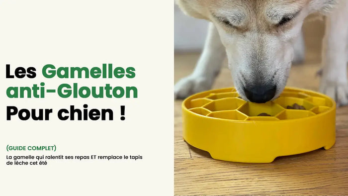 gamelle anti glouton