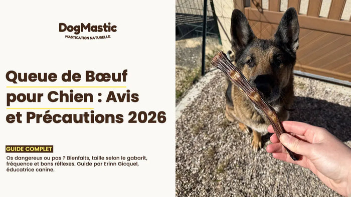 Queue de bœuf pour chien : avis, bienfaits et précautions 2026