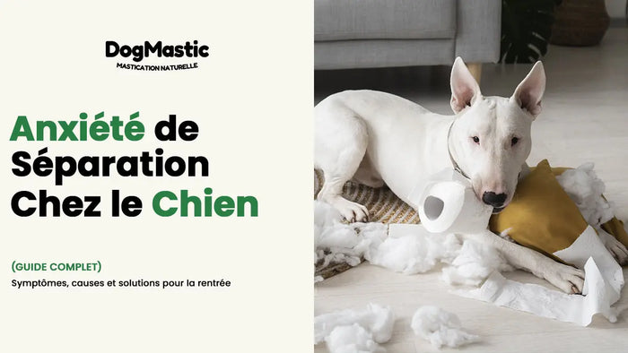 anxiété de séparation chien