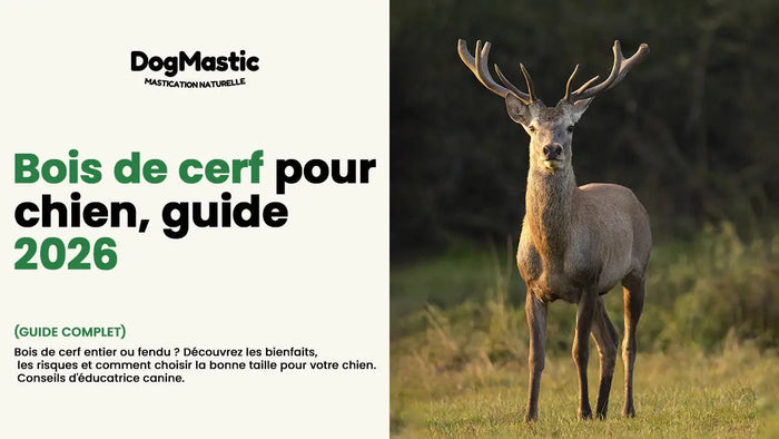 Bois de cerf pour chein