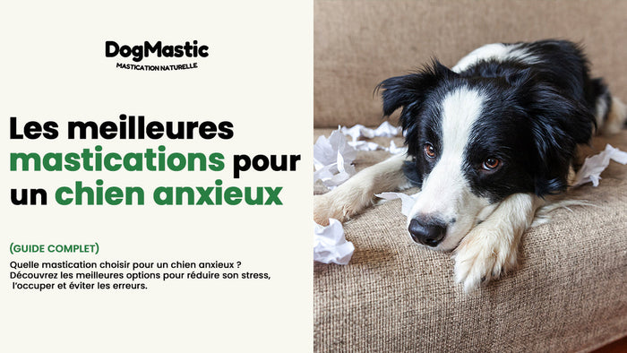 chien qui est anxieux