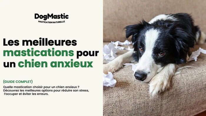 chien qui est anxieux