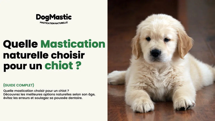 chiot golden retriever - quelle mastication naturelle choisir pour un chiot