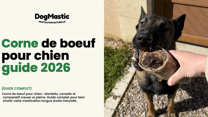 chien qui mastique une corne de boeuf