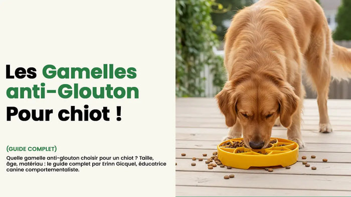 gamelle anti glouton chiot