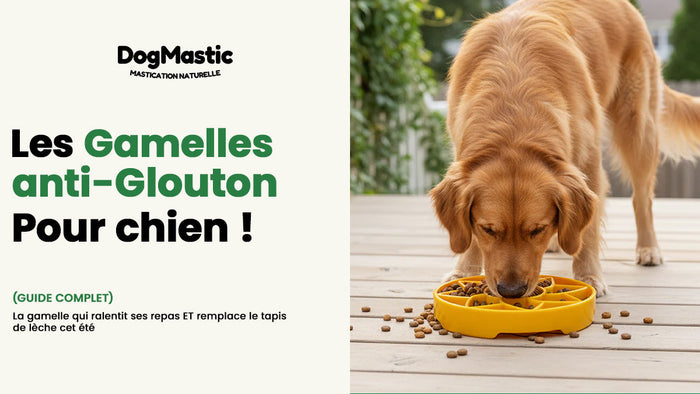 Gamelle anti glouton