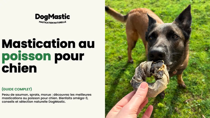 chien qui mastique un donuts de morue naturelle - mastication poisson chien