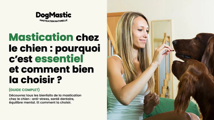 chien qui mastique une friandise naturelle - guide complet DogMastic