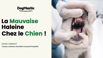 anxiété de séparation chien