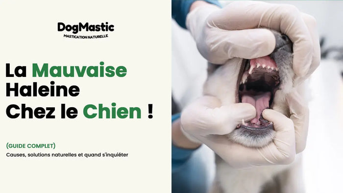 anxiété de séparation chien