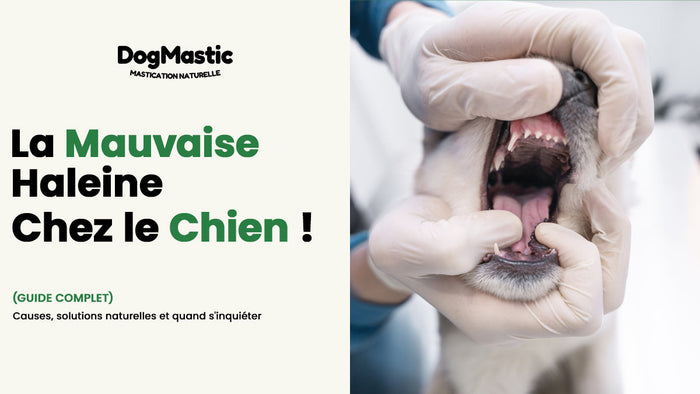 anxiété de séparation chien
