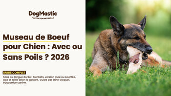 museau de boeuf chien