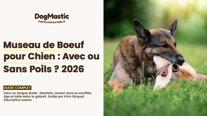 museau de boeuf chien