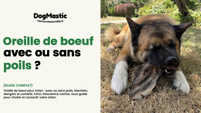 oreille de boeuf pour chien