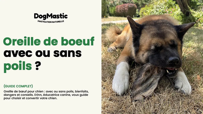 oreille de boeuf pour chien