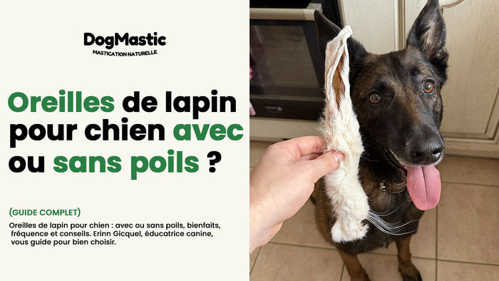 oreilles de lapin pour chien