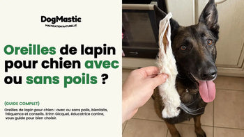 oreilles de lapin pour chien