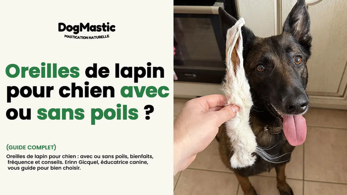 oreilles de lapin pour chien