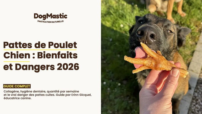 pattes de poulet chien
