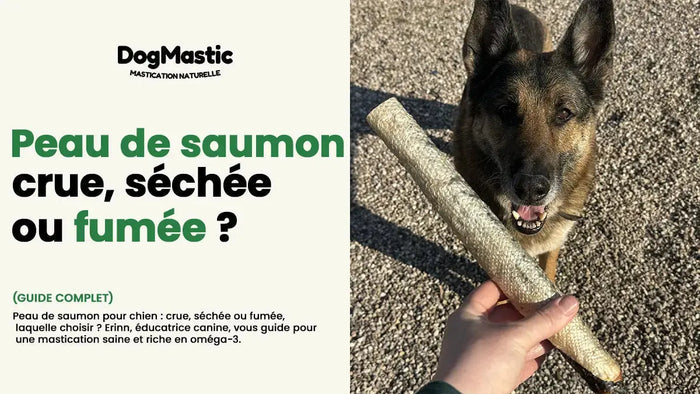 peau de saumon chien