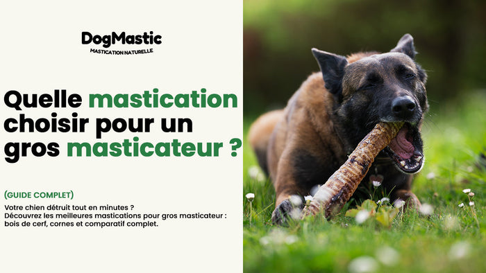 chien qui mastique une trachée naturelle - mastication gros masticateur