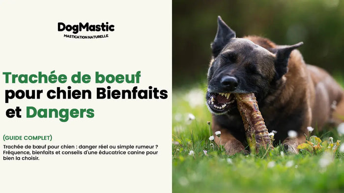 trachée de bœuf pour chien