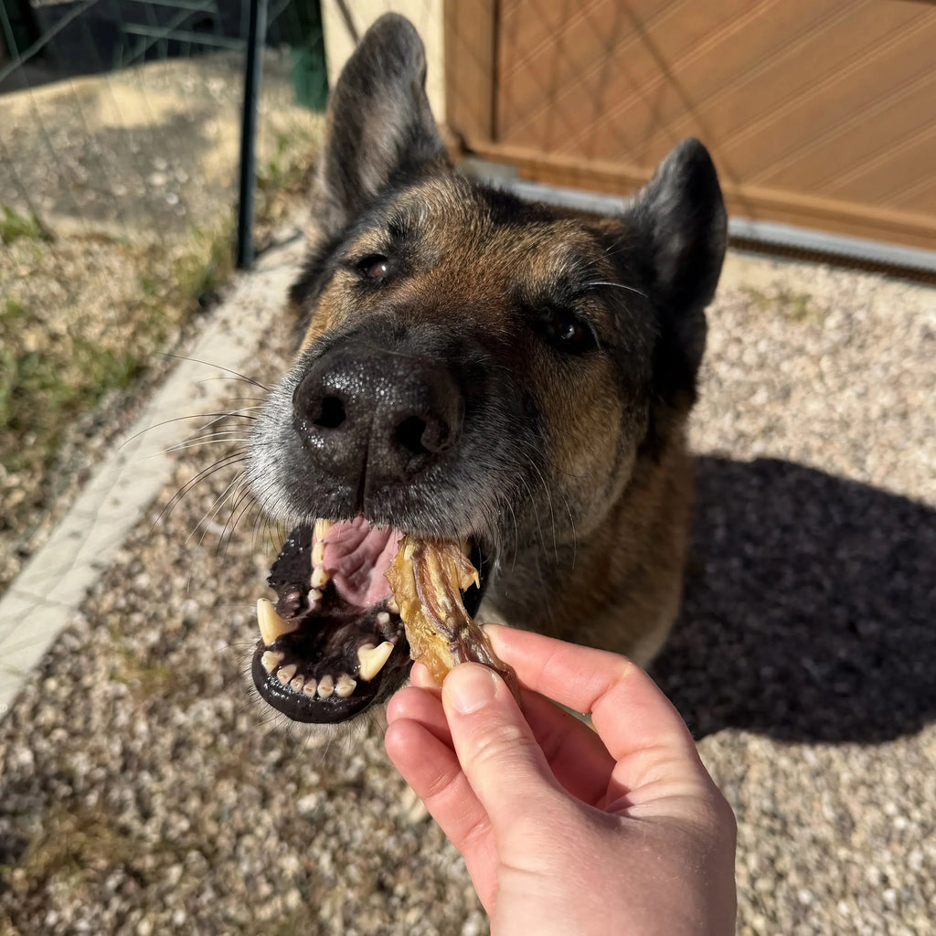 Ailes de poulet 200 G DogMastic