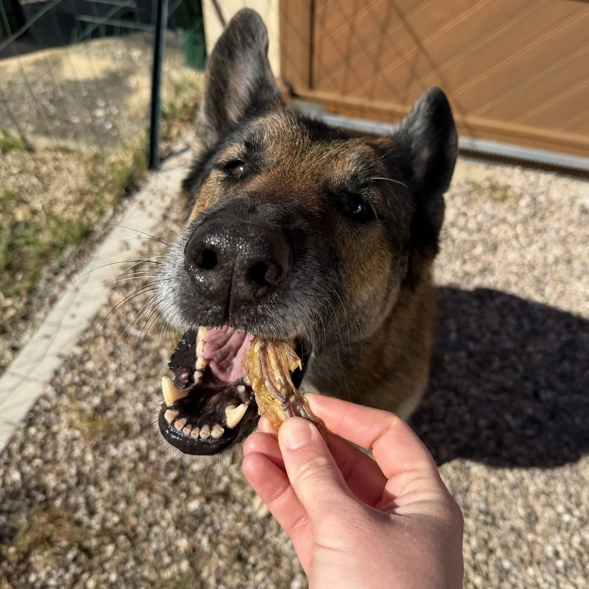 Ailes de poulet 200 G DogMastic