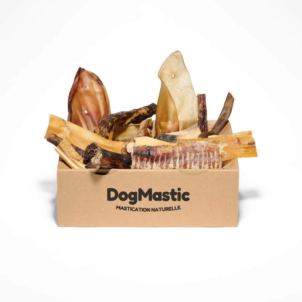 box grand masticateur avec friandises pour chien