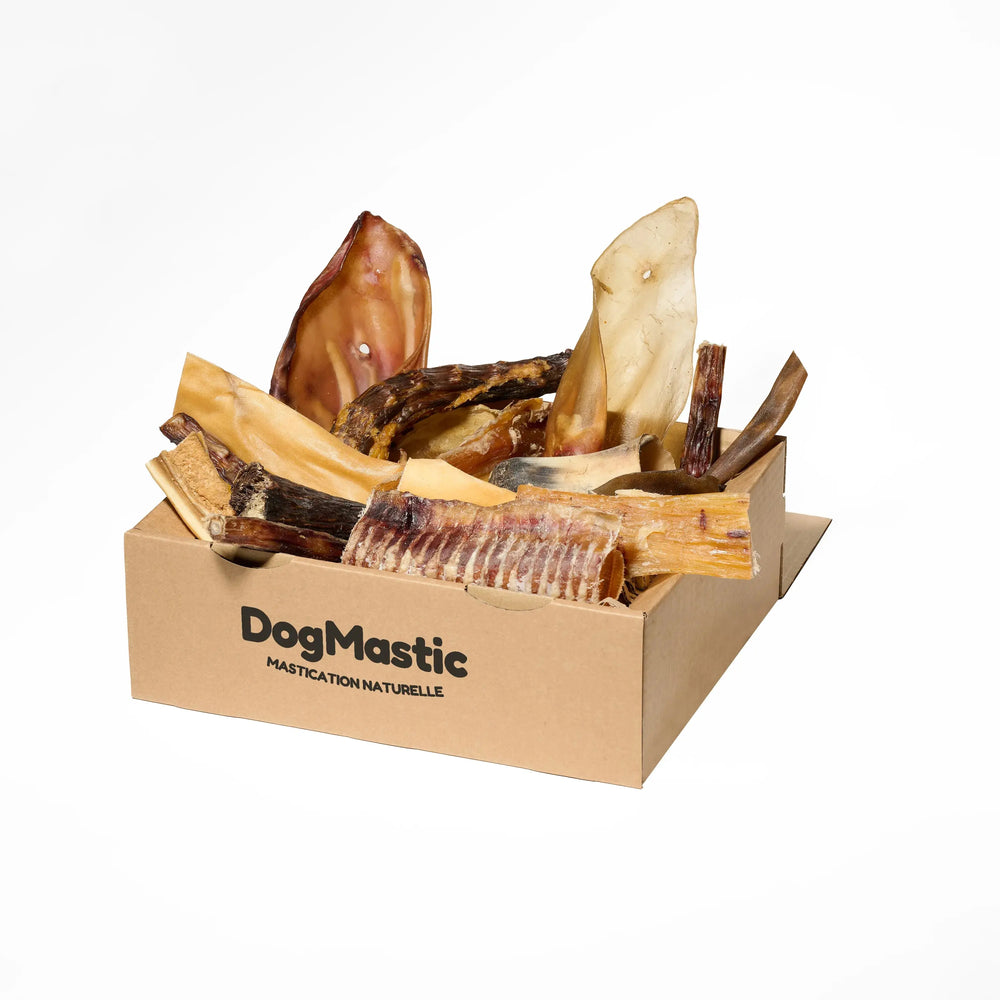 box grand masticateur avec friandises pour chien