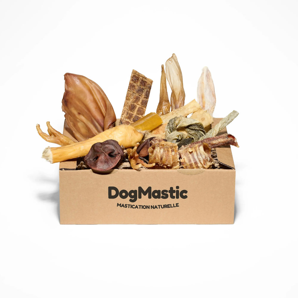 Box chiot/petit chien