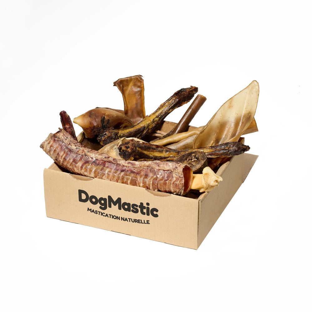 box grand masticateur avec friandises pour chien