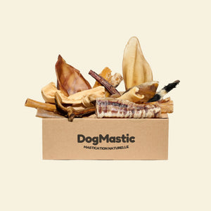 Box de mastication pour chien moyen