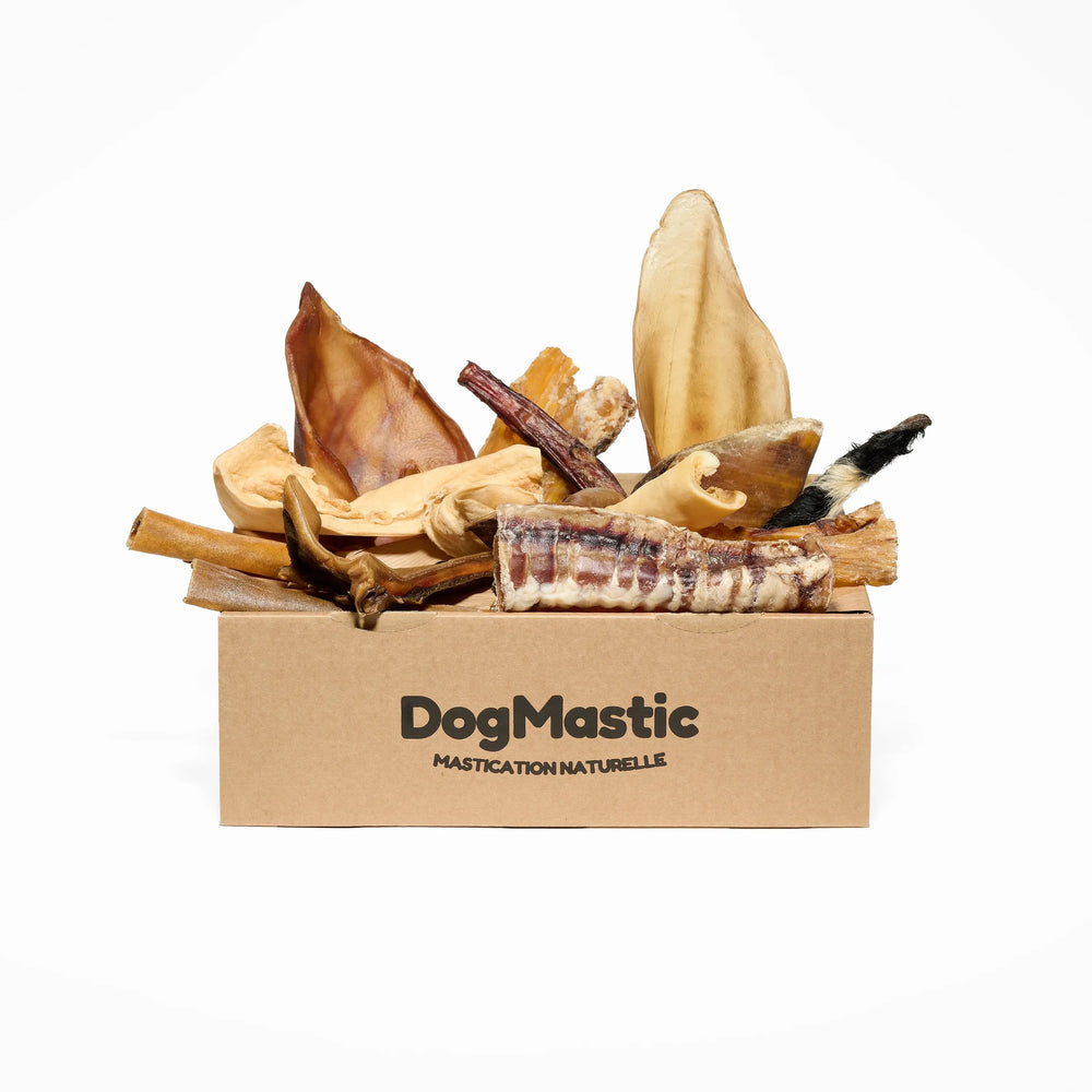 Box de mastication pour chien moyen
