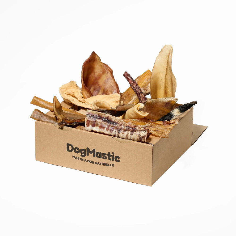 Box de mastication pour chien moyen