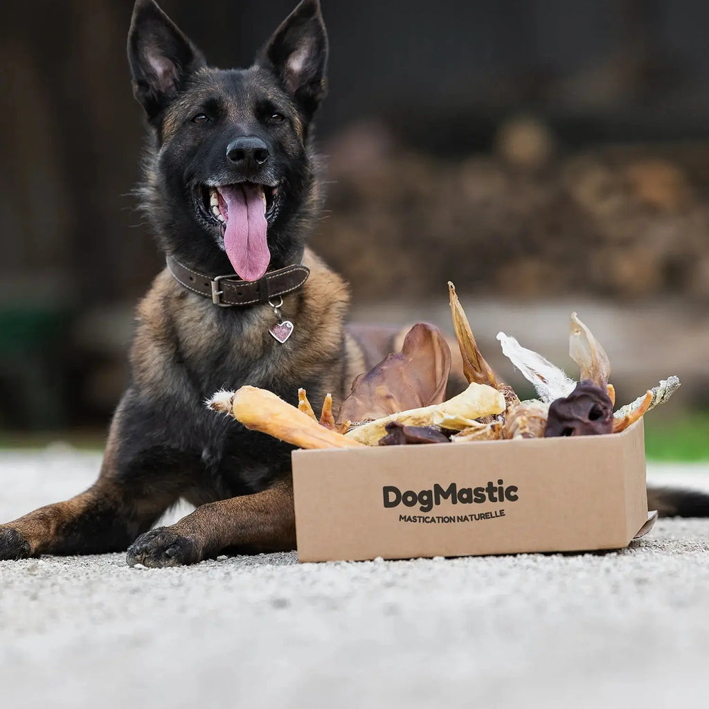 chien avec box de mastication naturelle pour chiot et petit chien
