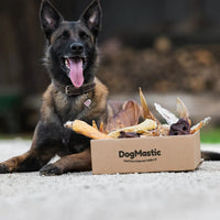 chien avec box de mastication naturelle pour chiot et petit chien