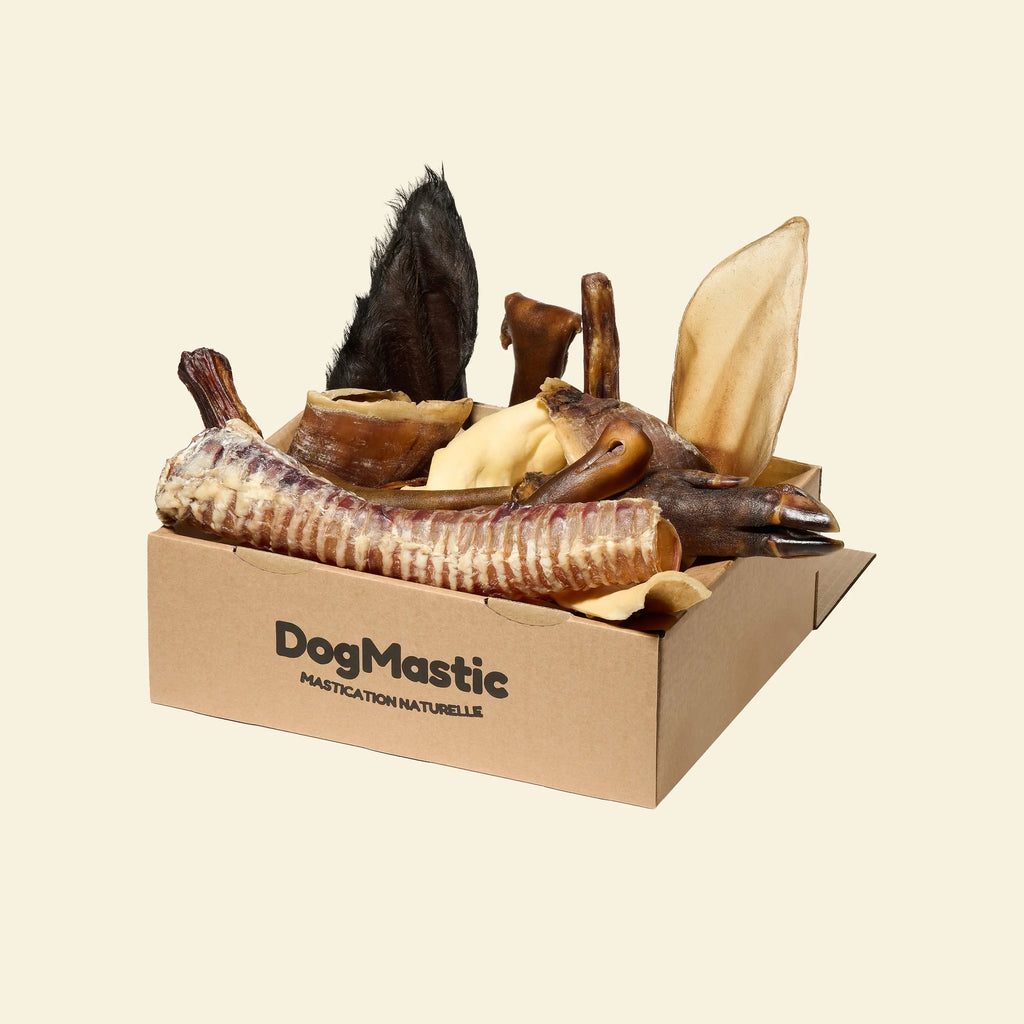 Box de mastication pour grand masticateur 
