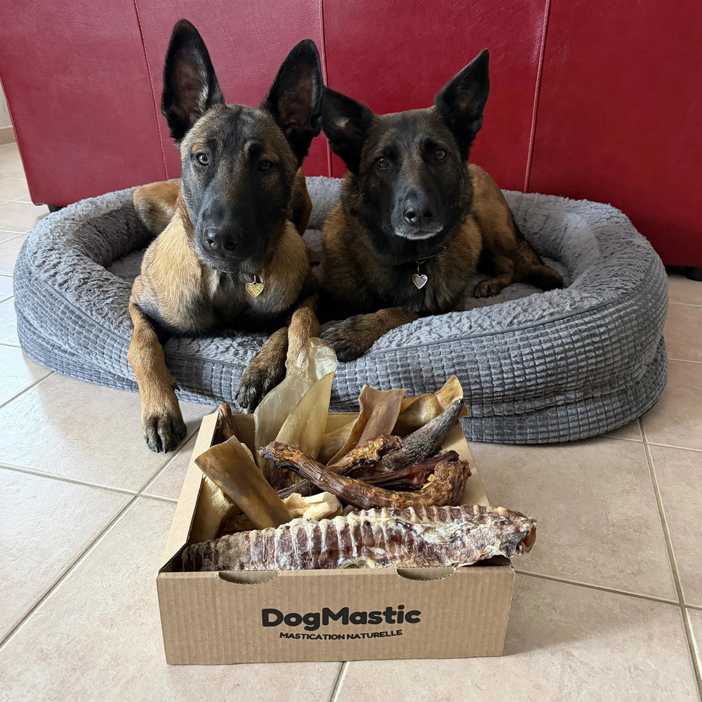 Chien à côté d’une box de mastication pour gros masticateur avec friandises naturelles pour chien.