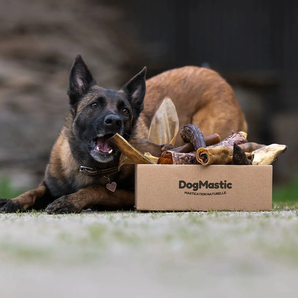 Box de mastication pour grand masticateur 
