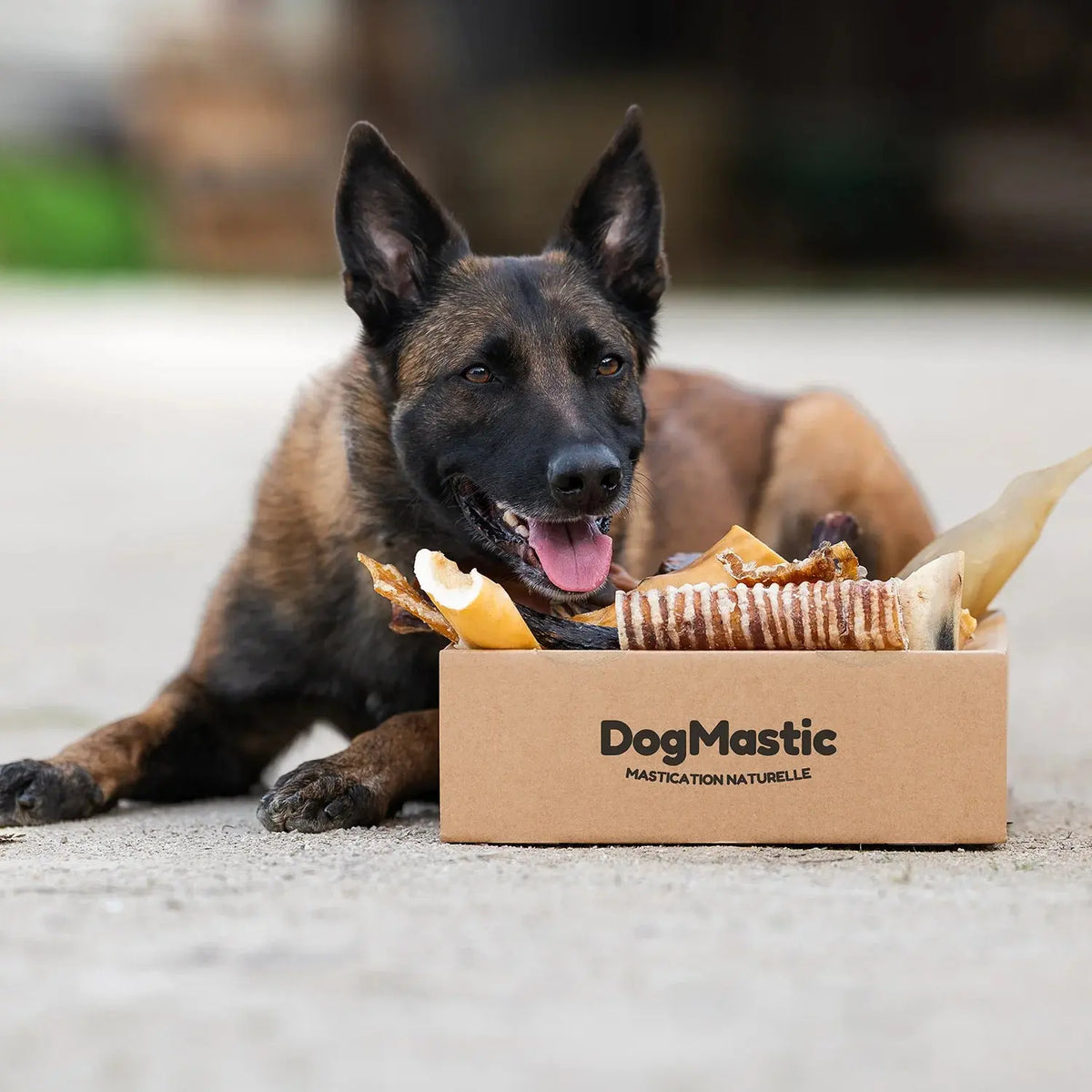 chien avec box de friandises naturelles pour chien taille moyenne