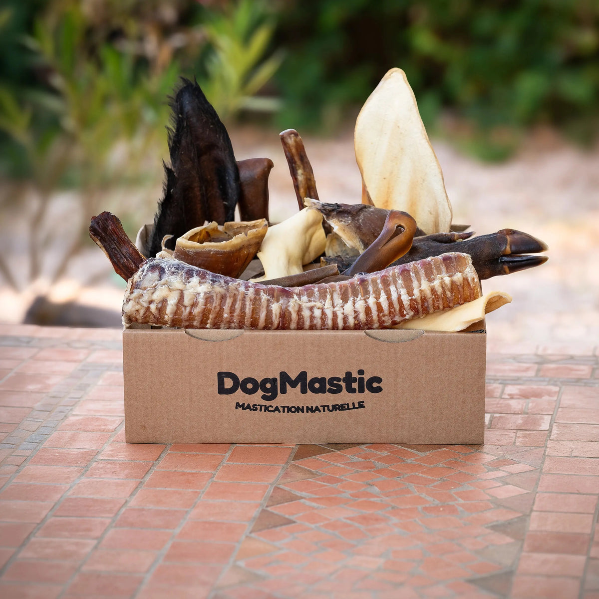 Box de mastication pour grand masticateur 