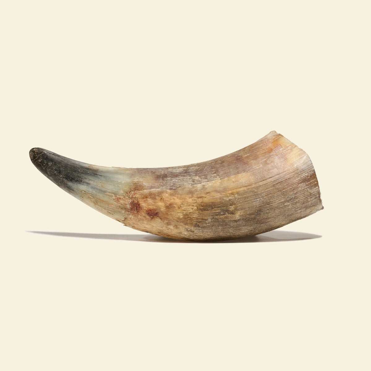 corne de bœuf pleine pour chien