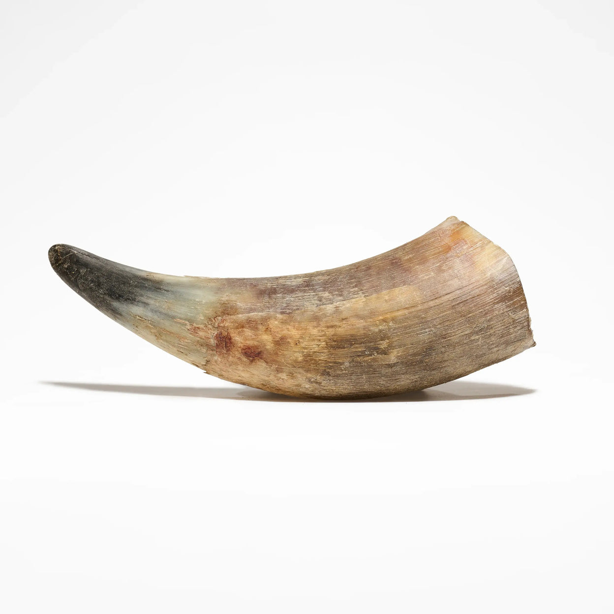 corne de bœuf pleine pour chien mastication naturelle