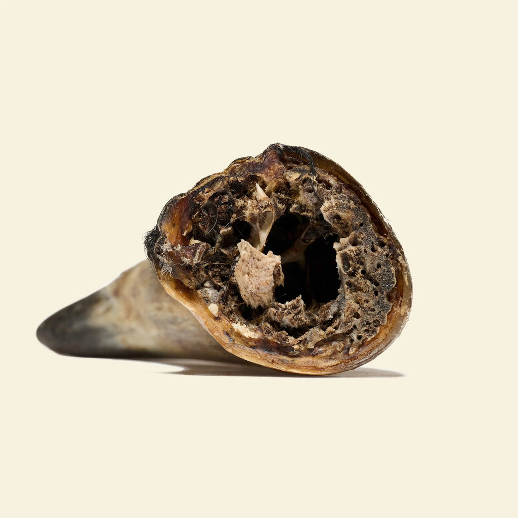 corne de bœuf pleine pour chien