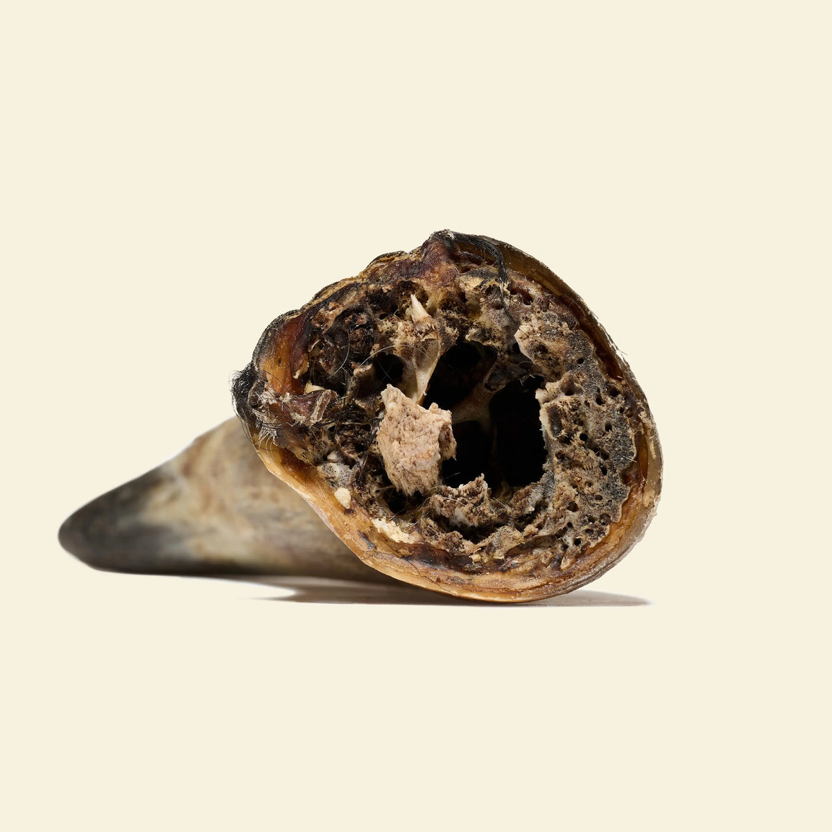 corne de bœuf pleine pour chien