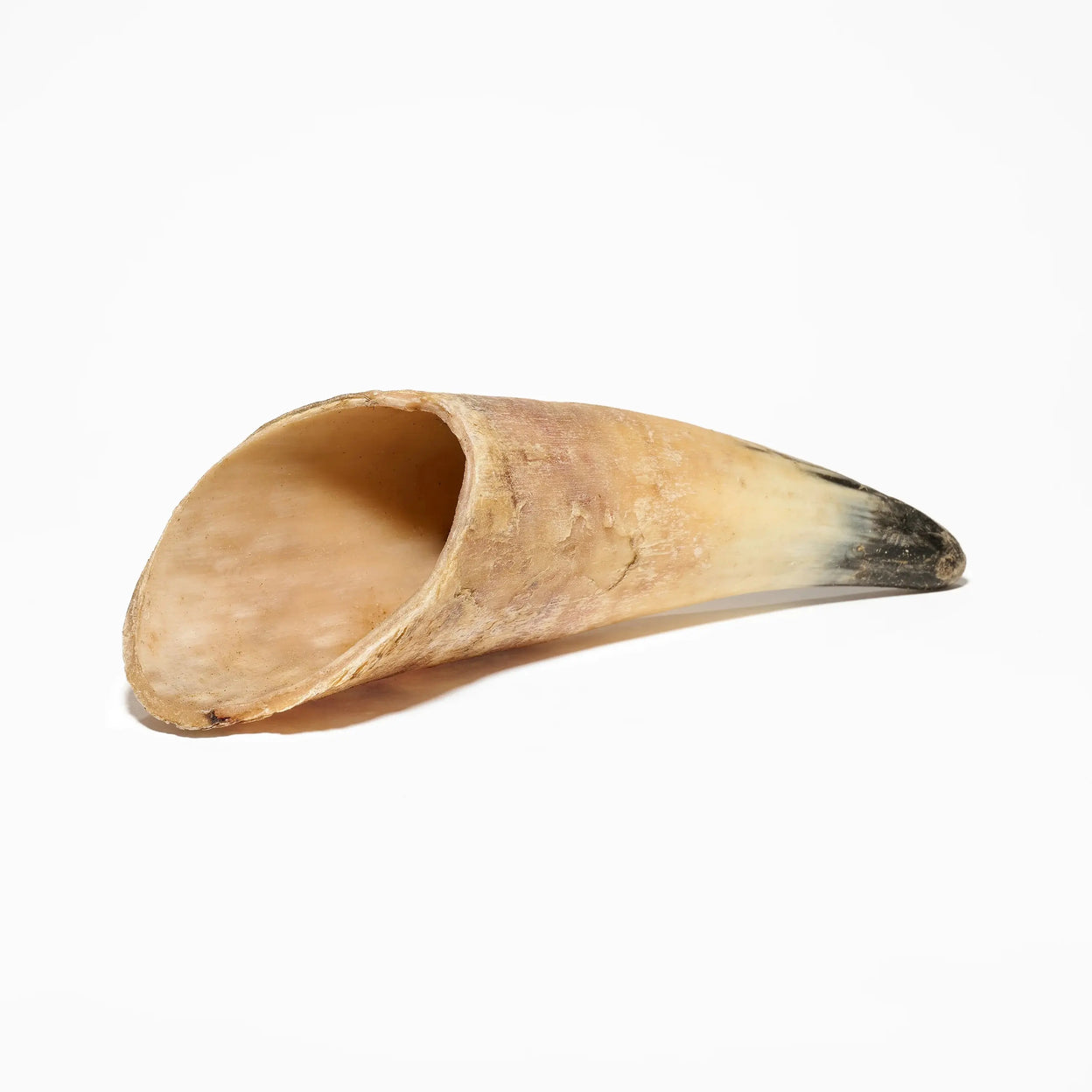 Corne de boeuf pour chien friandise naturelle