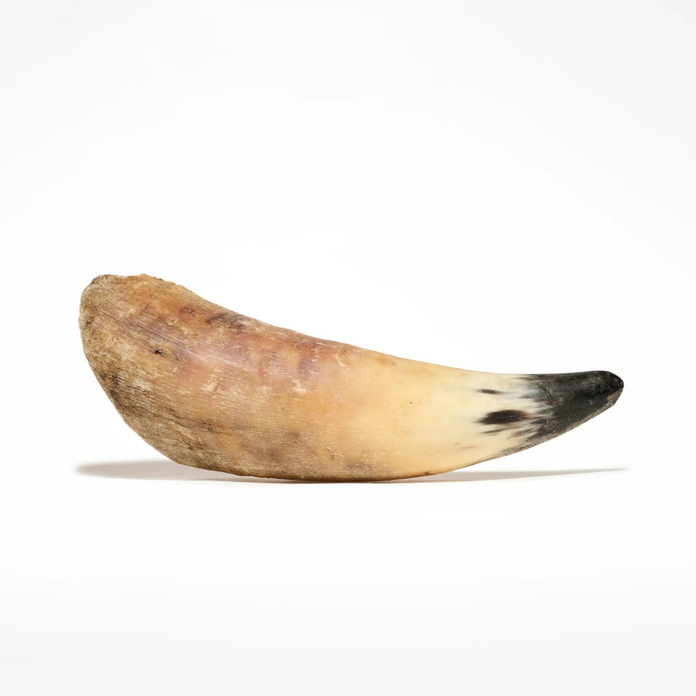 Corne de boeuf pour chien mastication naturelle