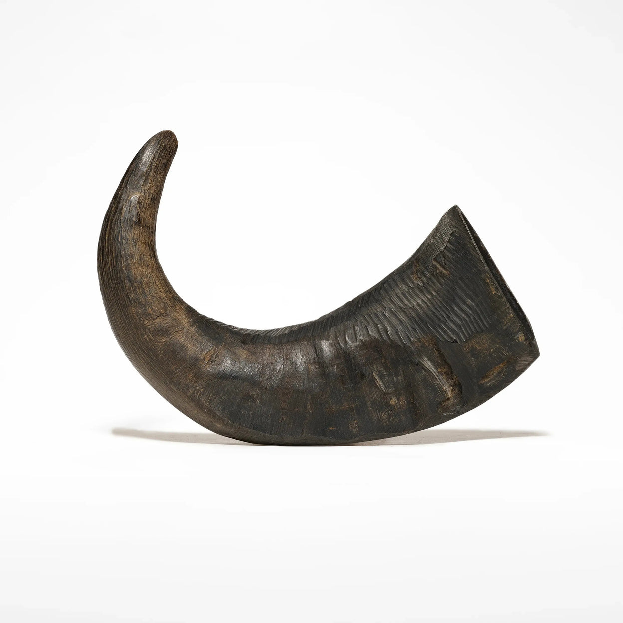 corne de buffle pour chien mastication naturelle