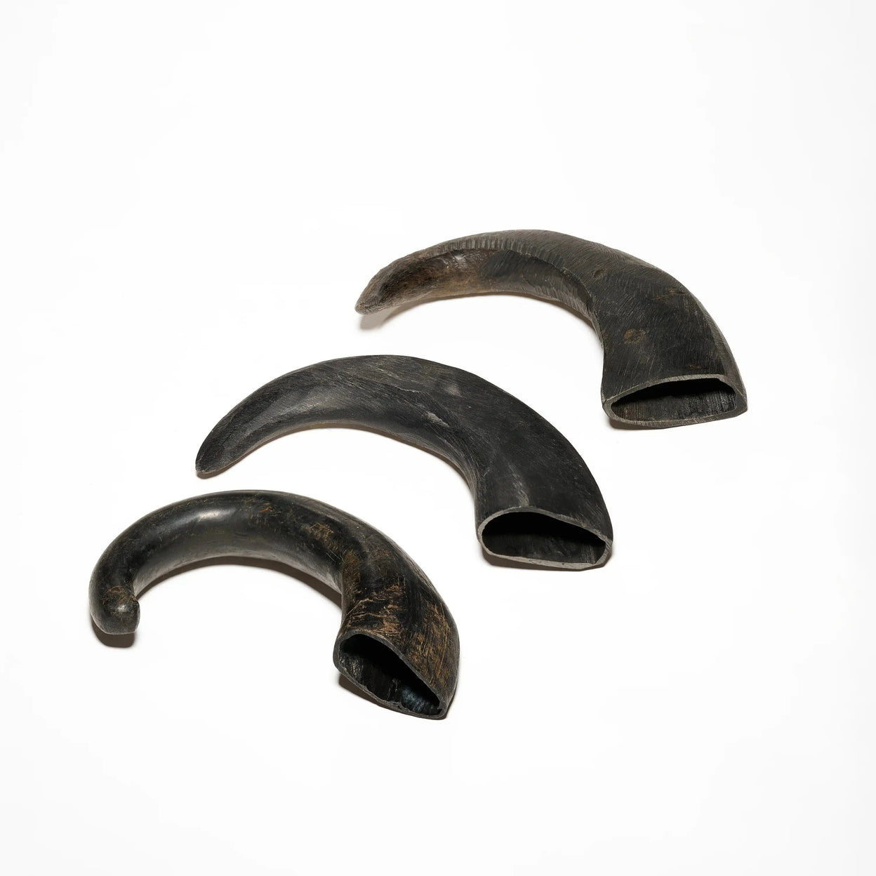 cornes de buffle pour chien mastication naturelle